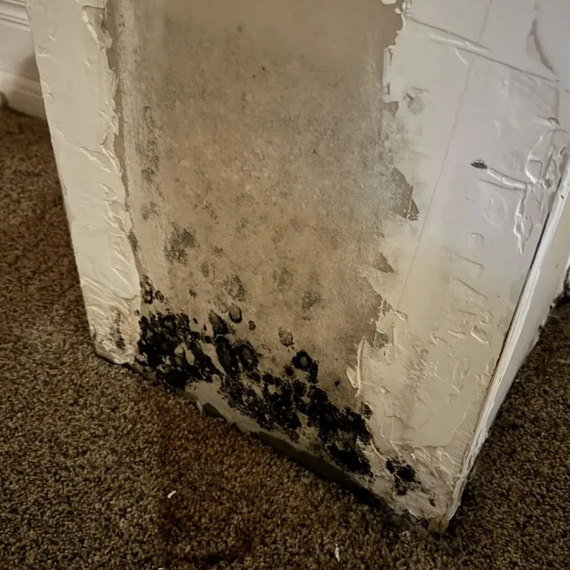 Professional Mold Removal in Winchester, MA